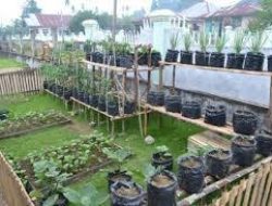 KRPL Yapen, Strategi Mandiri Cegah Gizi Buruk dan Perkuat Pangan Lokal