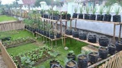 KRPL Yapen, Strategi Mandiri Cegah Gizi Buruk dan Perkuat Pangan Lokal