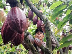 Tanaman Kakao Yapen Bisa Hasilkan Rp 500 Ribu/Kg, Ini Imbauan APKAI