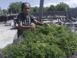 Koperasi Rawin Mairori Dorong Ekonomi Warga Lewat Inovasi Rumput Laut