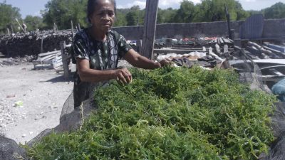 Koperasi Rawin Mairori Dorong Ekonomi Warga Lewat Inovasi Rumput Laut